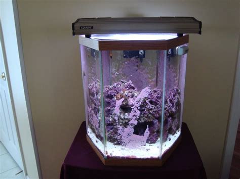 20 gallon long reef tank|what filters hoods and heaters do we need for a 20 gallon.